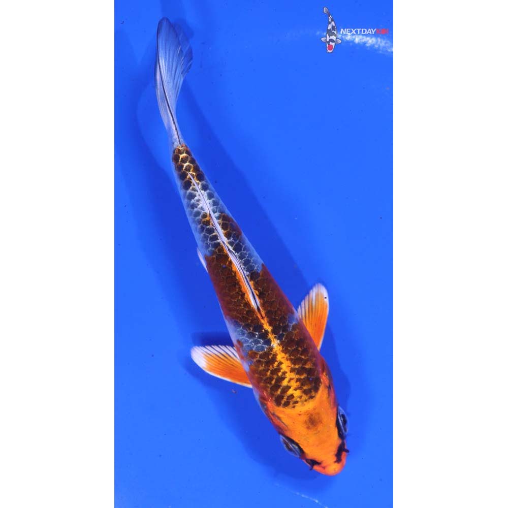 5” Imported Kujaku