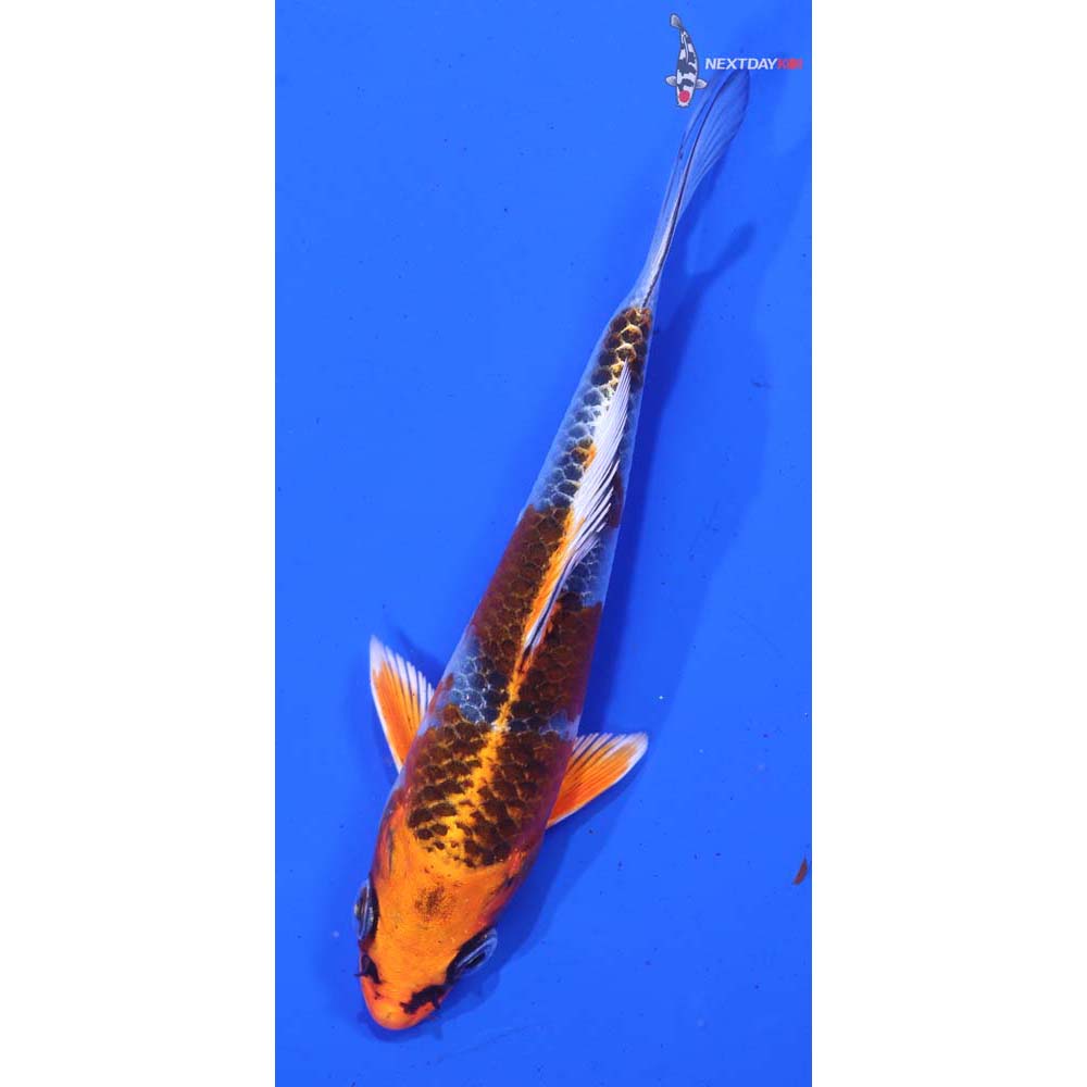 5” Imported Kujaku