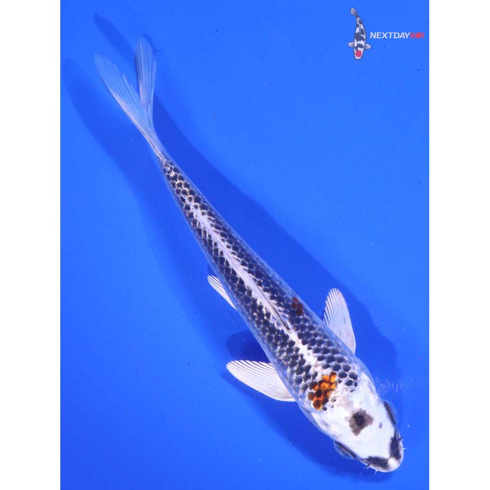 6” Imported Kujaku