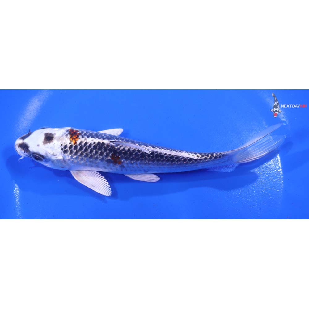 6” Imported Kujaku