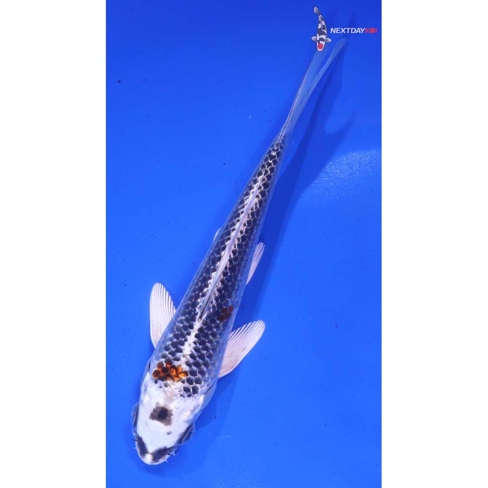 6” Imported Kujaku