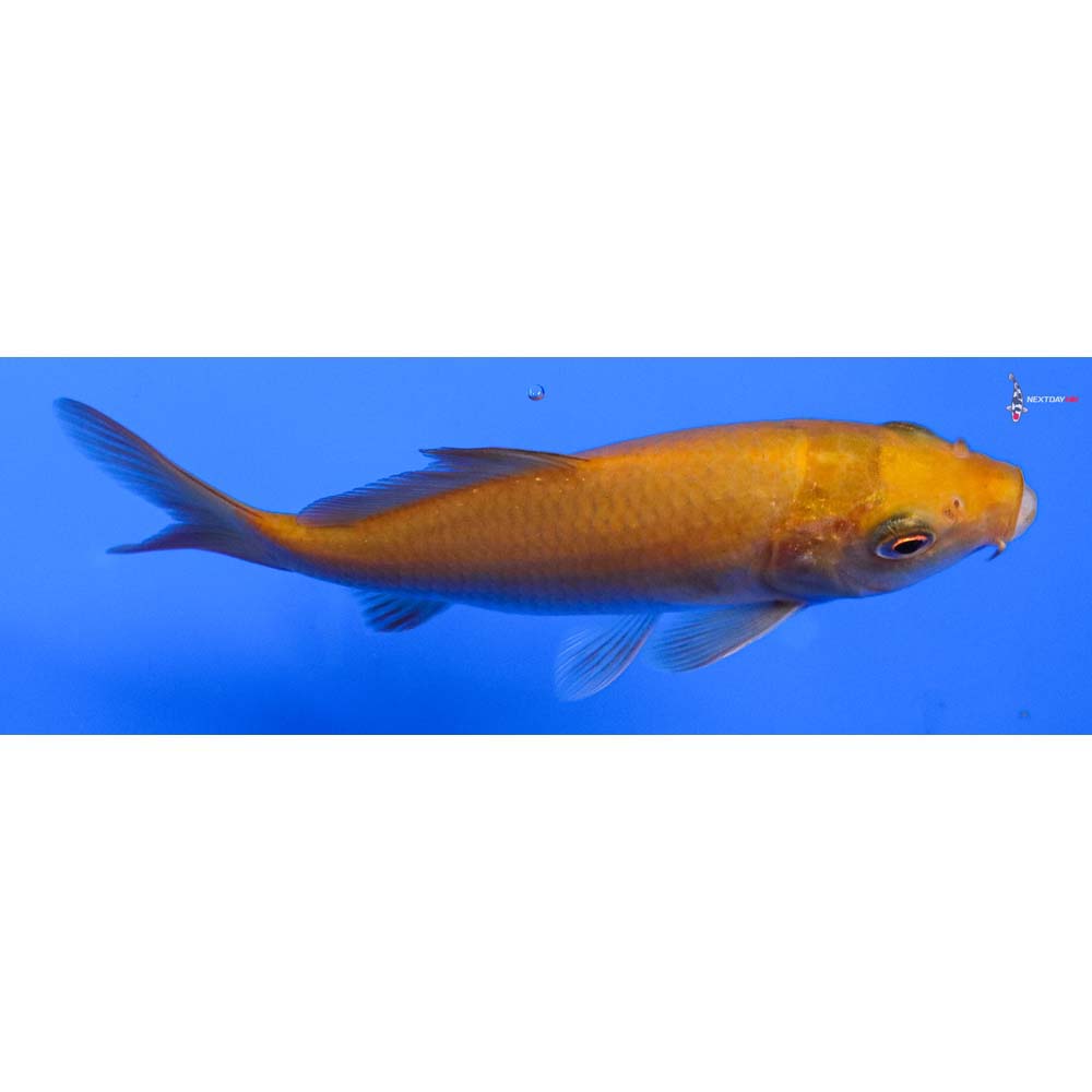 4” Imported Chagoi