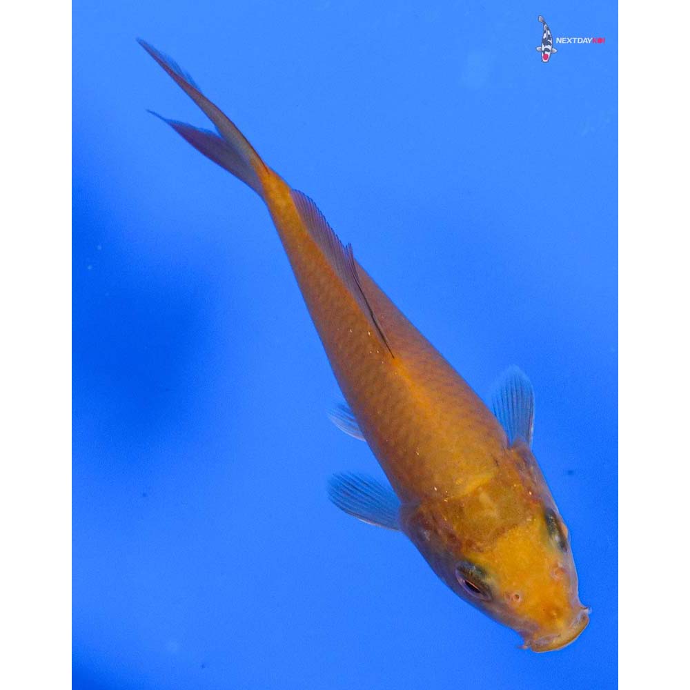 4” Imported Chagoi