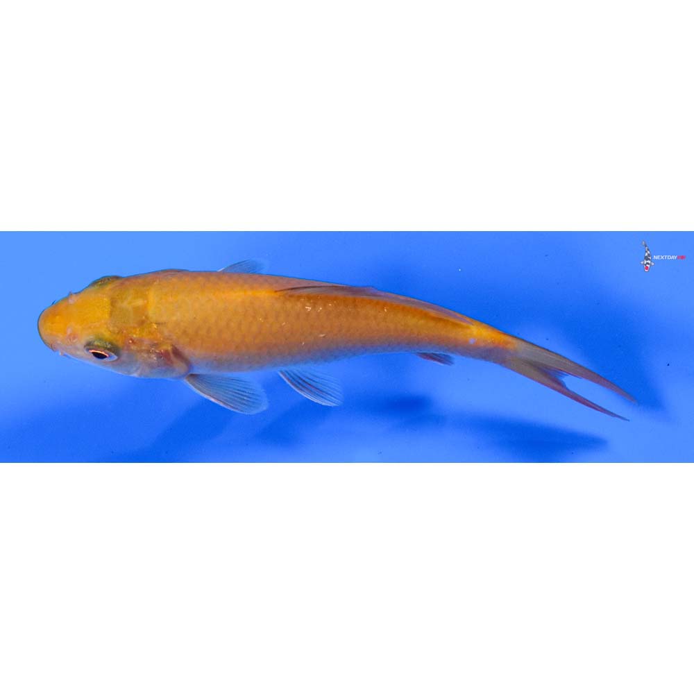 4” Imported Chagoi