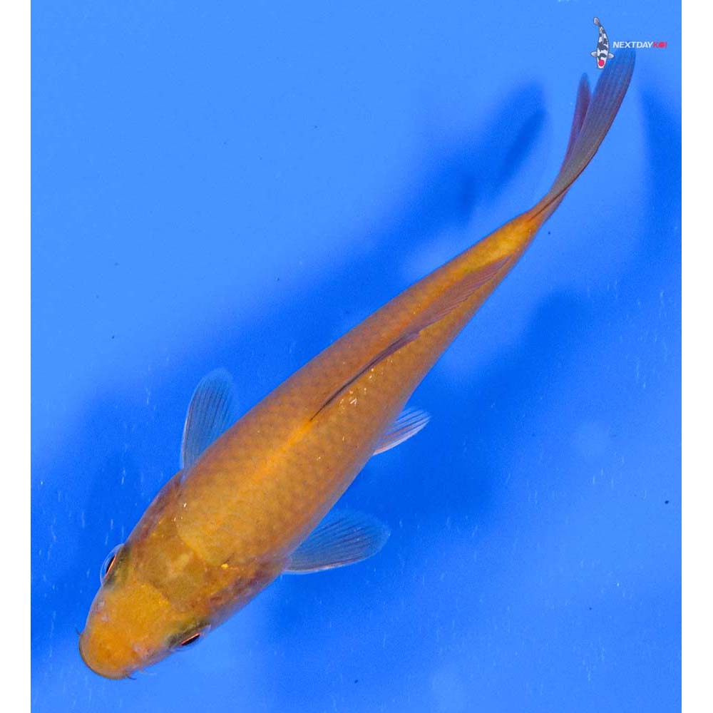 4” Imported Chagoi