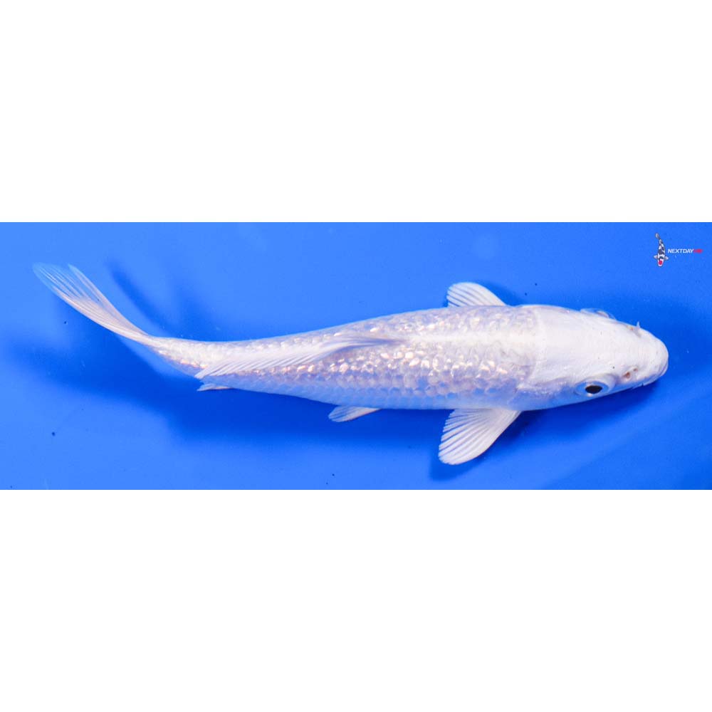 4” Imported Gin Rin Platinum Ogon