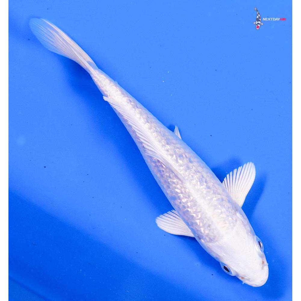 4” Imported Gin Rin Platinum Ogon