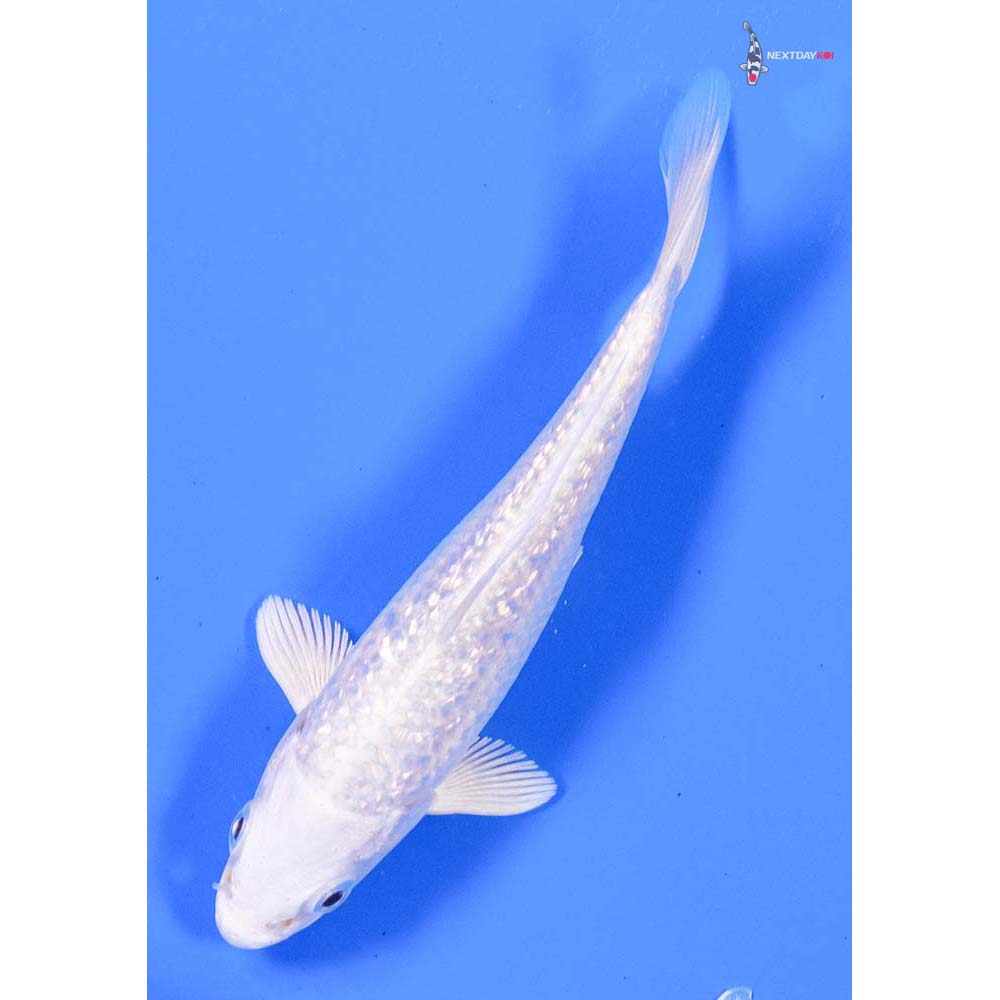 4” Imported Gin Rin Platinum Ogon