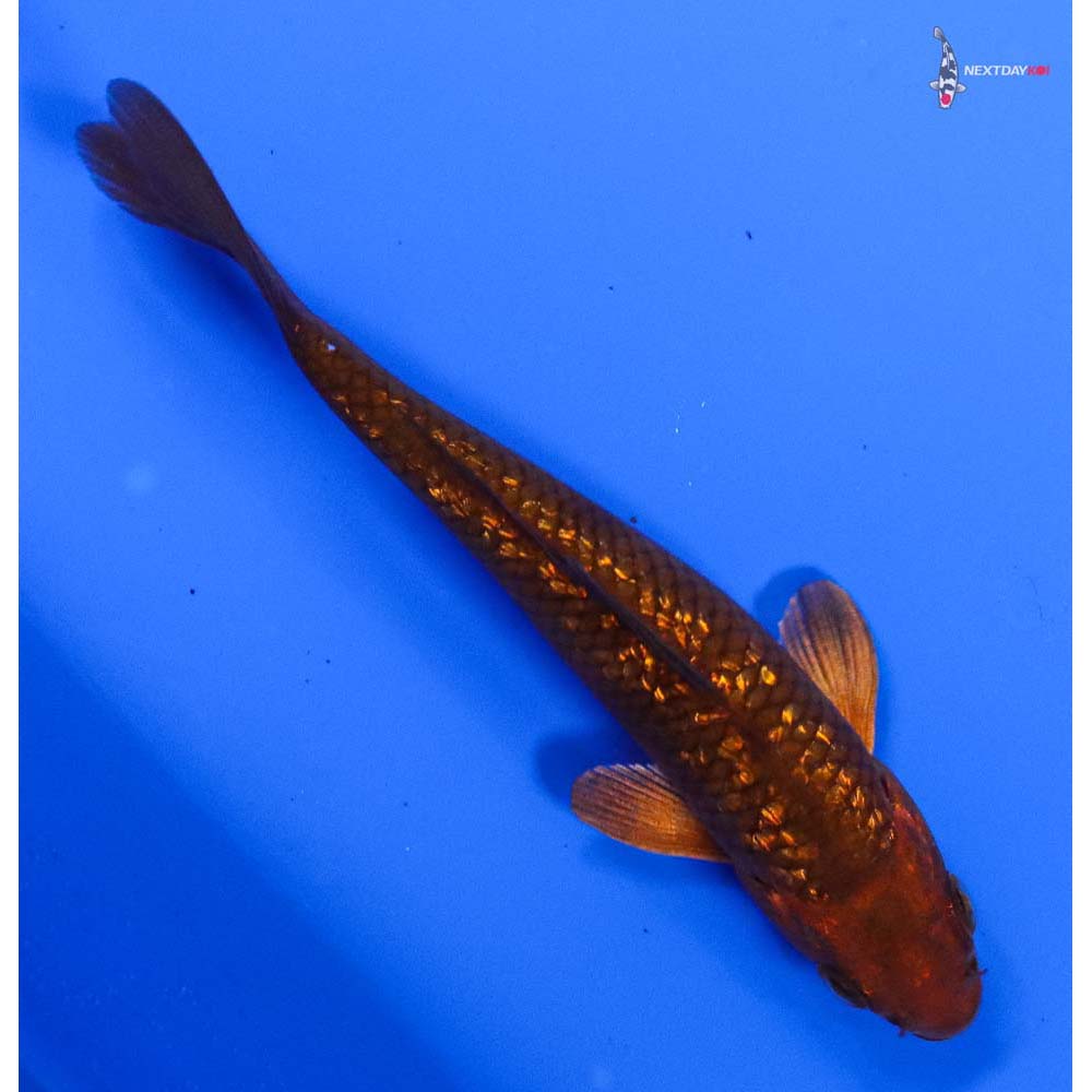 5” Imported Gin Rin Chagoi