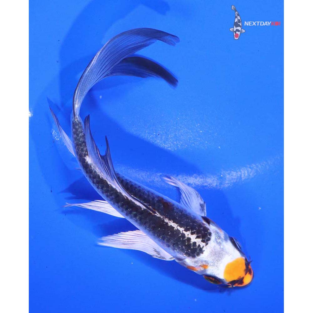 5” Imported Kujaku Butterfly Koi