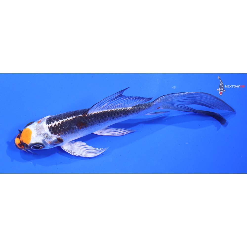 5” Imported Kujaku Butterfly Koi