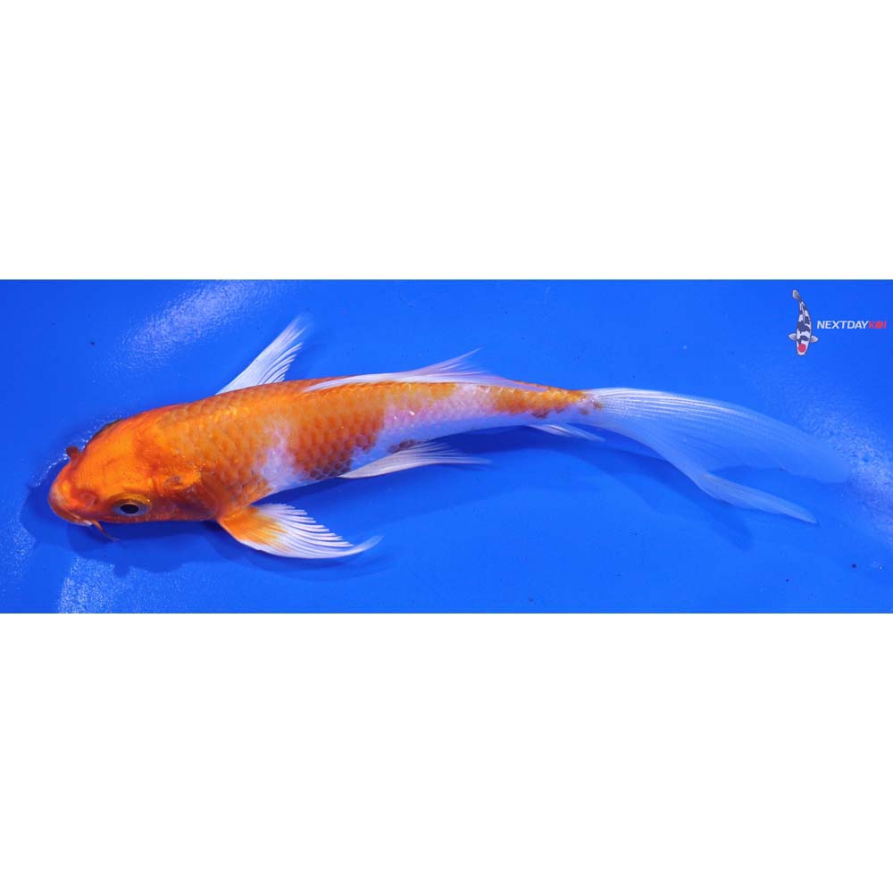 5.5” Imported Hariwake Butterfly Koi