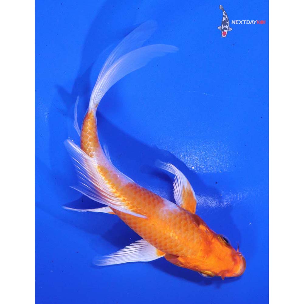 5.5” Imported Hariwake Butterfly Koi