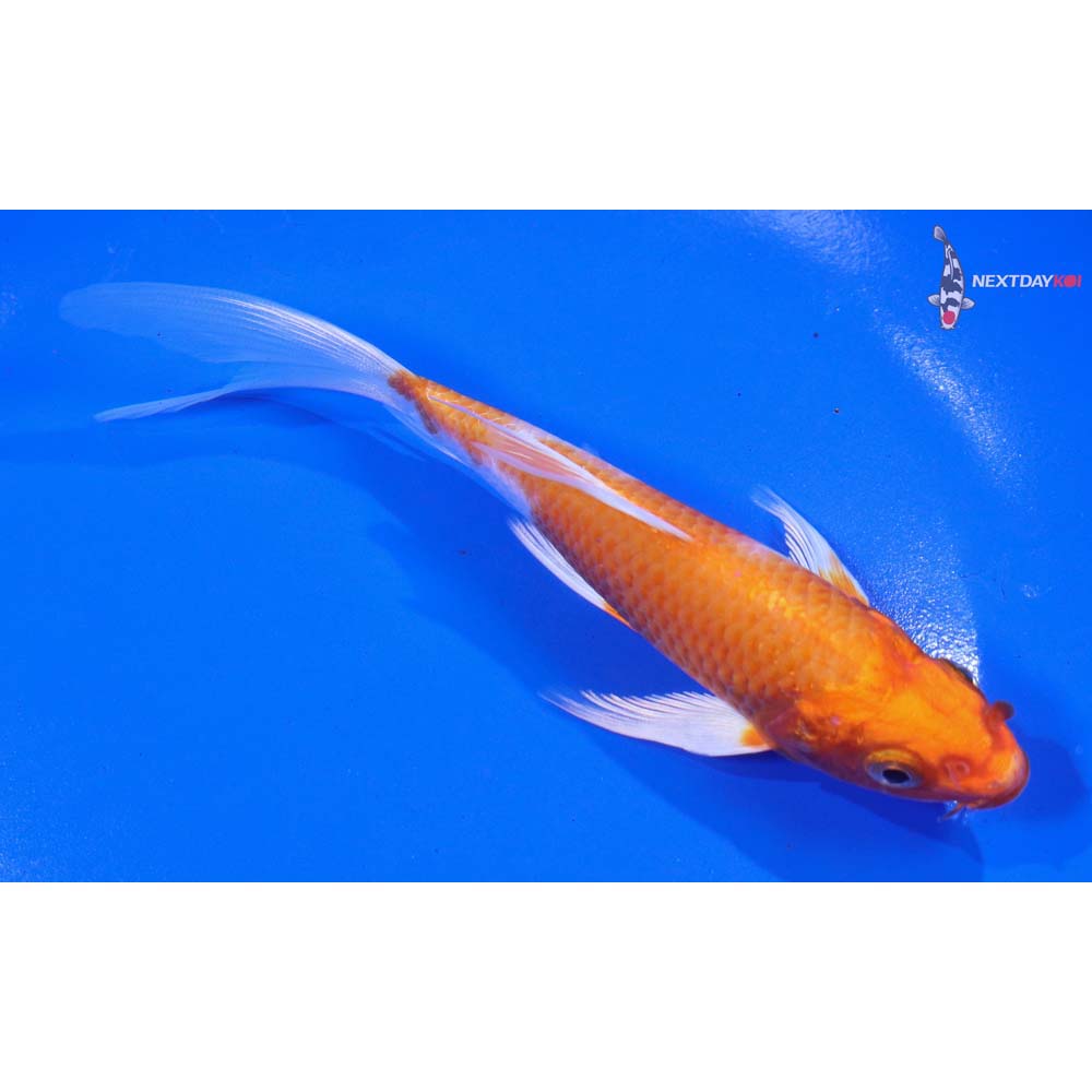5.5” Imported Hariwake Butterfly Koi