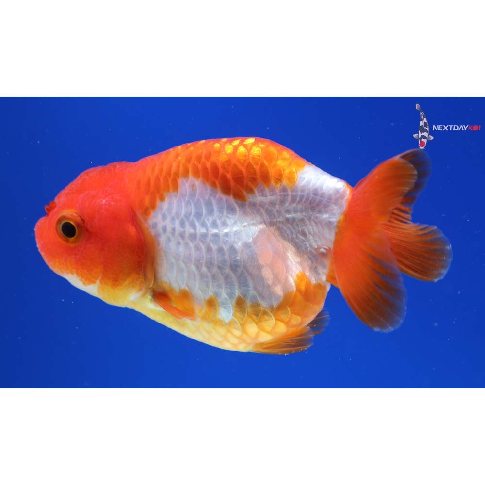 3.5” Imported Red and White Ranchu