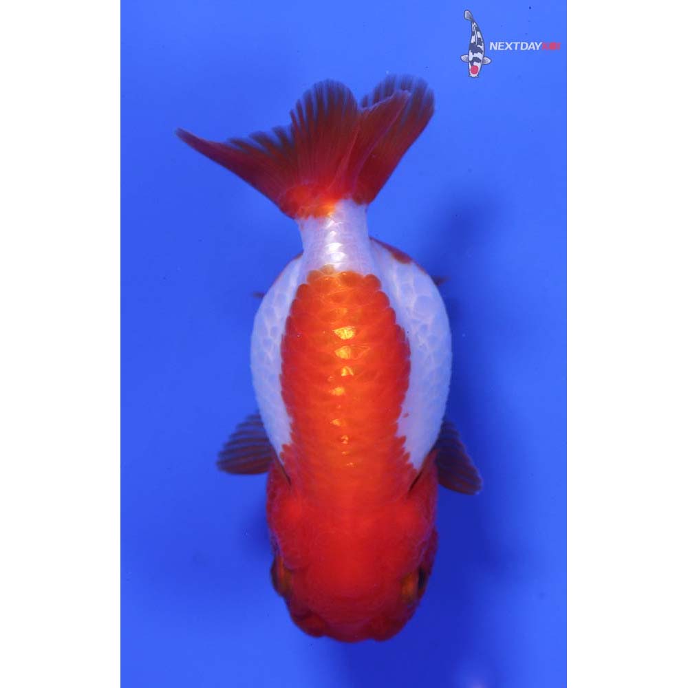 3.5” Imported Red and White Ranchu