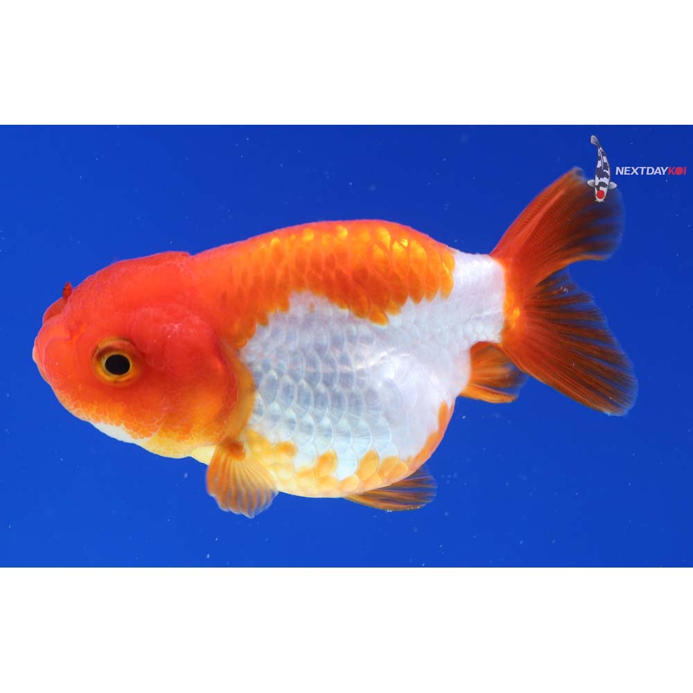 3.5” Imported Red and White Ranchu