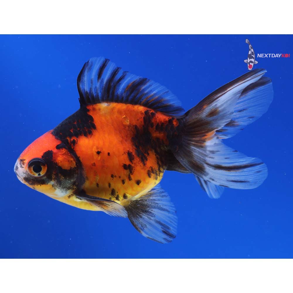 4” Imported Male Calico Ryukin