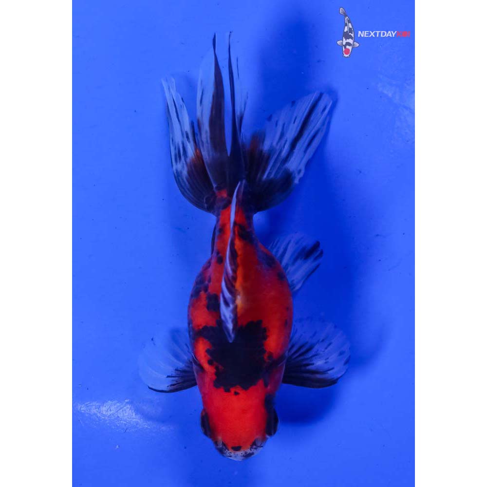 4” Imported Male Calico Ryukin