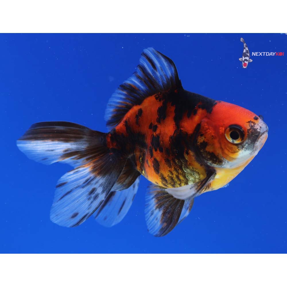 4” Imported Male Calico Ryukin