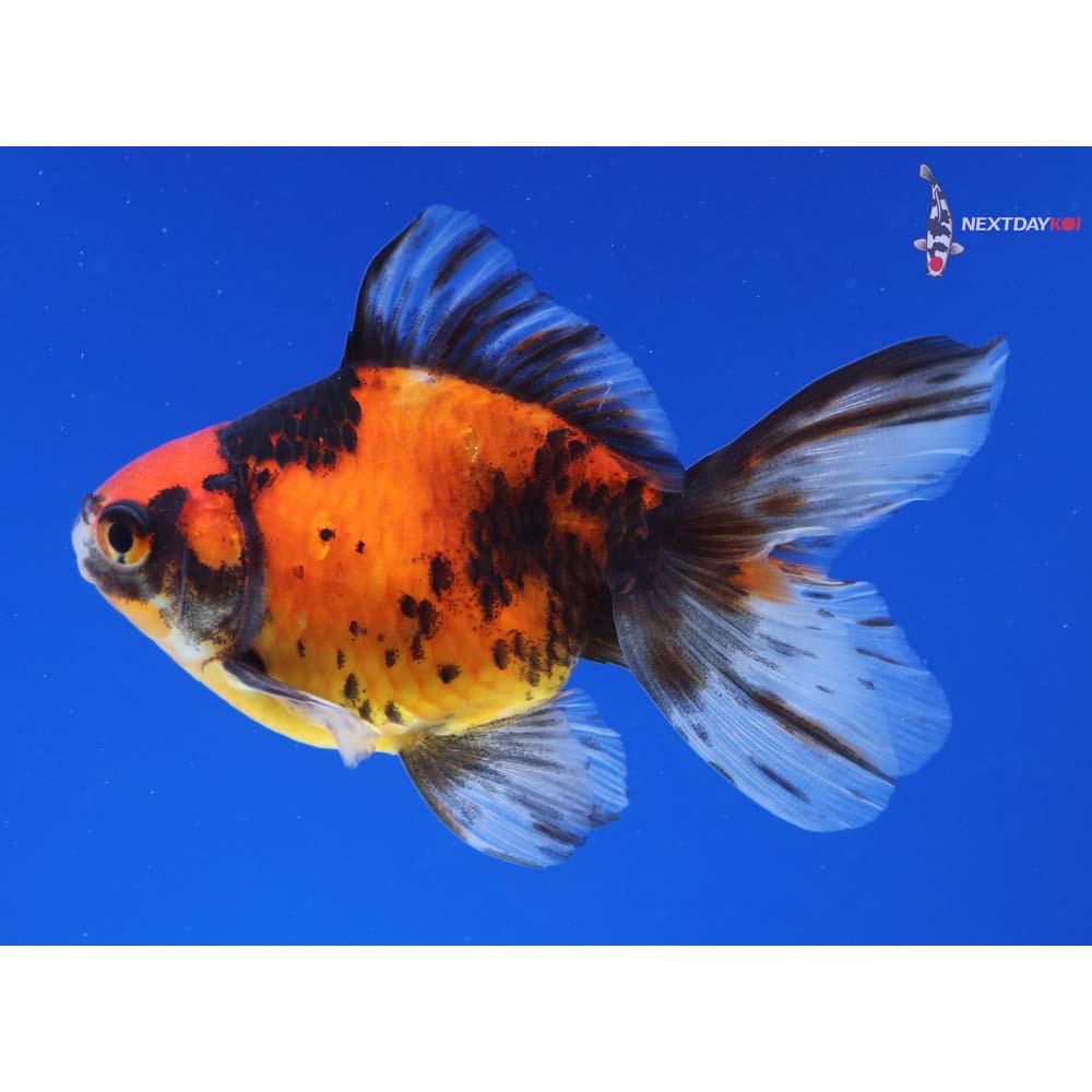 4” Imported Male Calico Ryukin