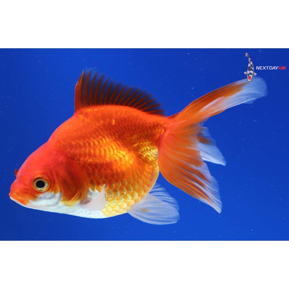 4” Imported Red and White Ryukin