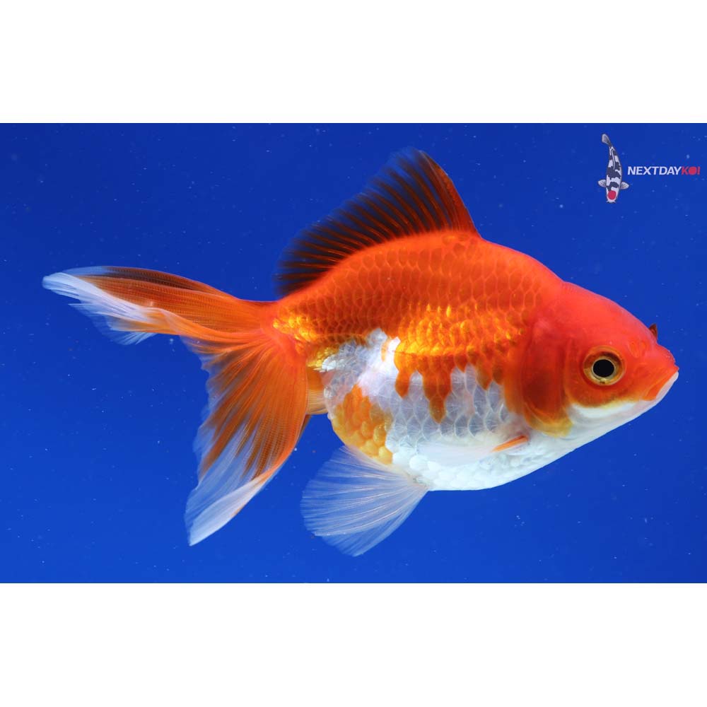 4” Imported Red and White Ryukin