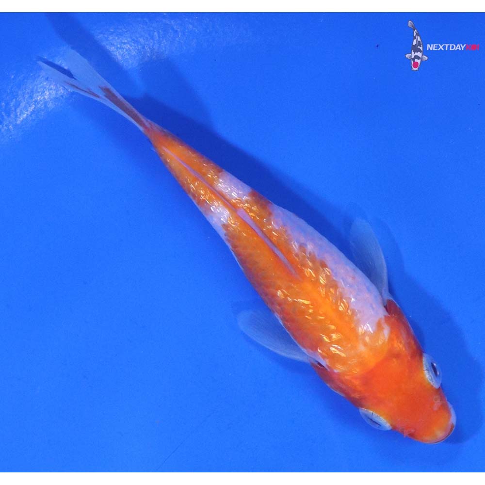 3.5” Imported Gin Rin Kohaku