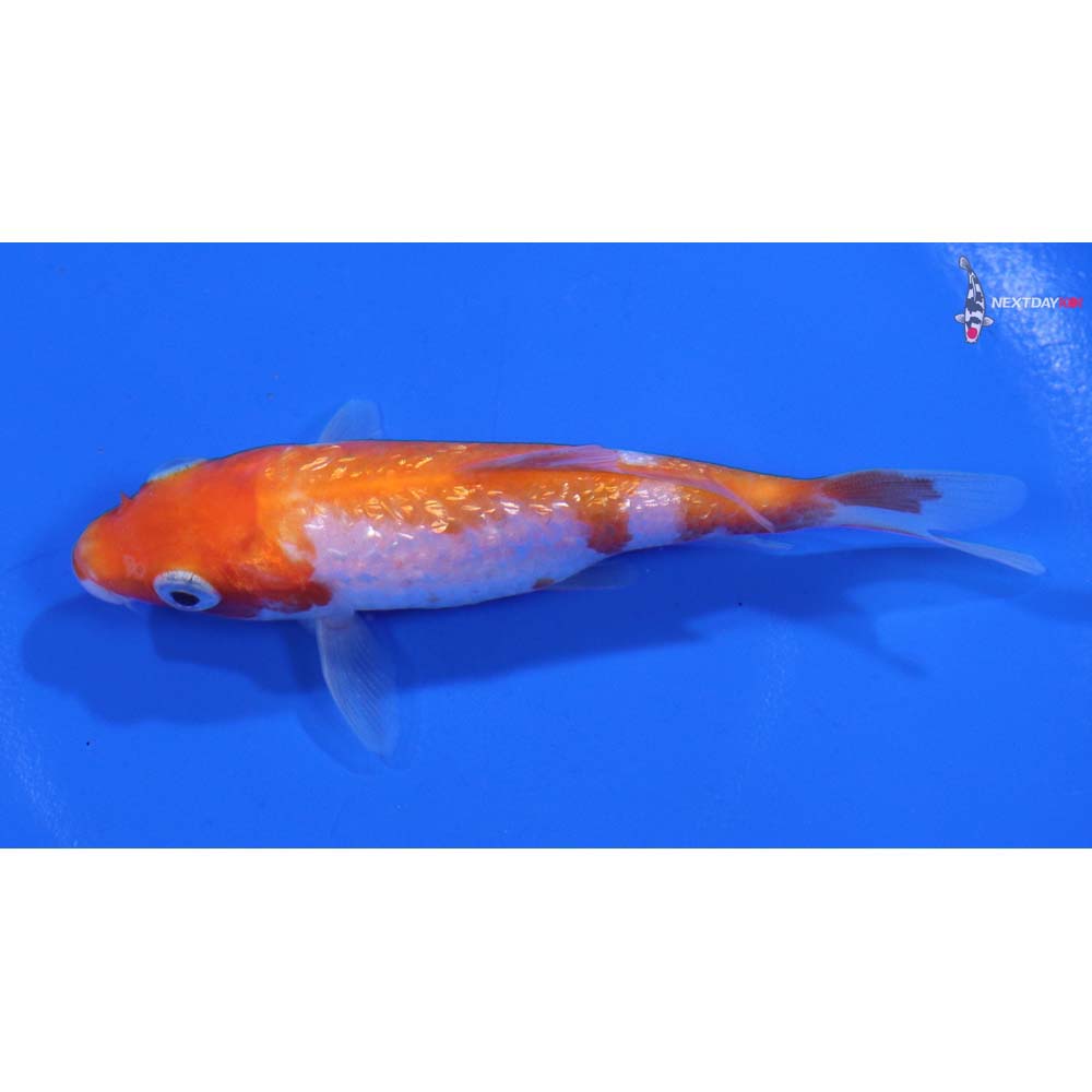 3.5” Imported Gin Rin Kohaku