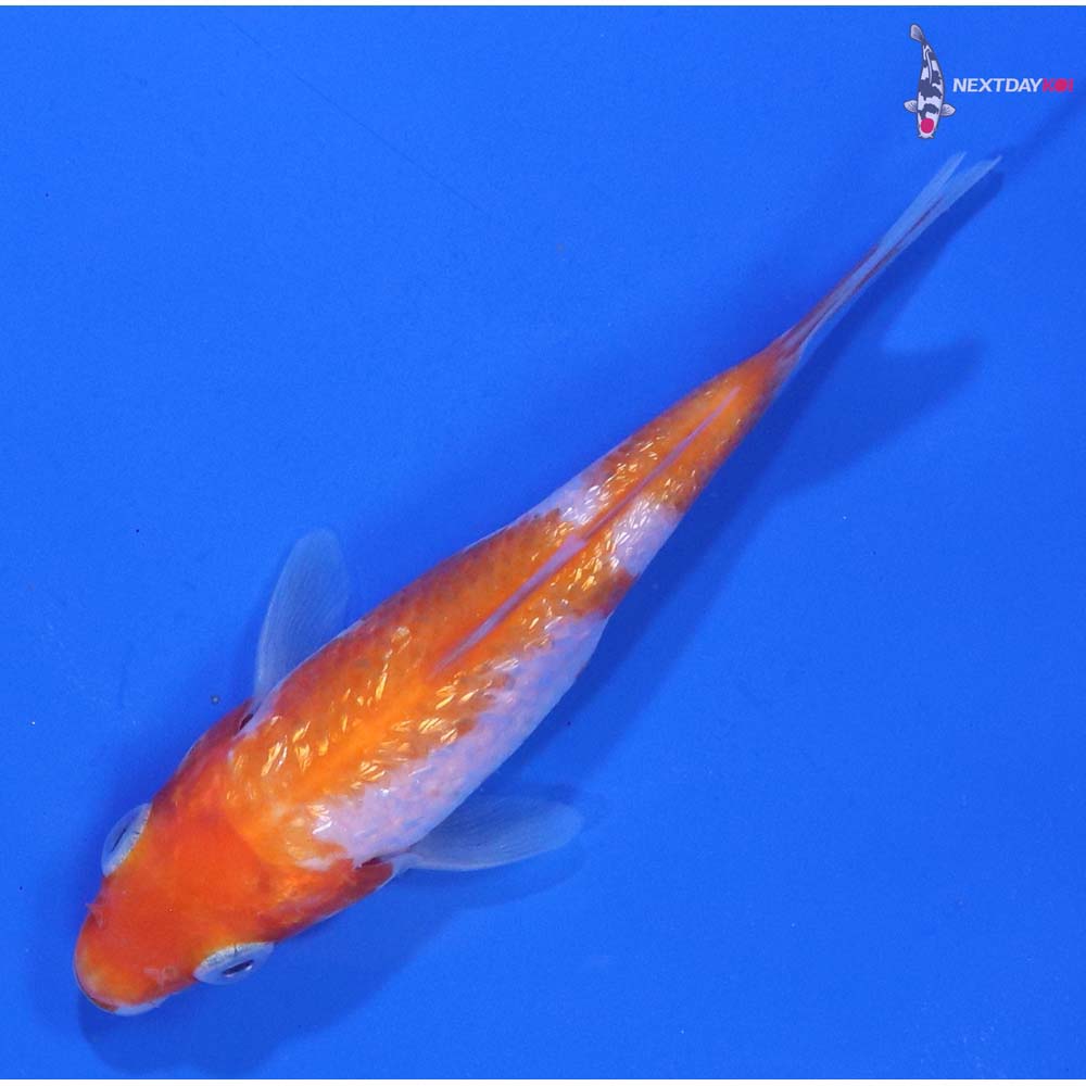 3.5” Imported Gin Rin Kohaku