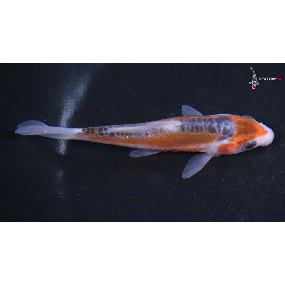 3.5” Imported Shusui