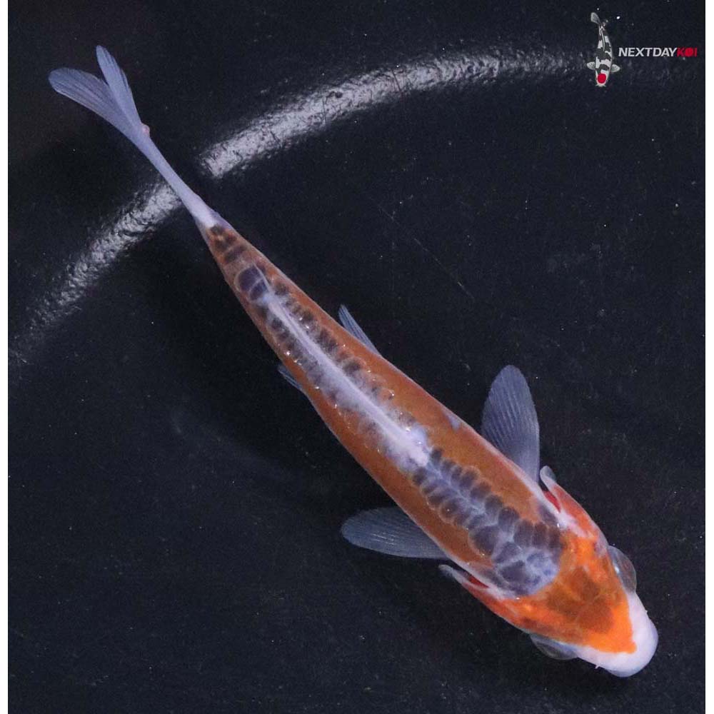 3.5” Imported Shusui