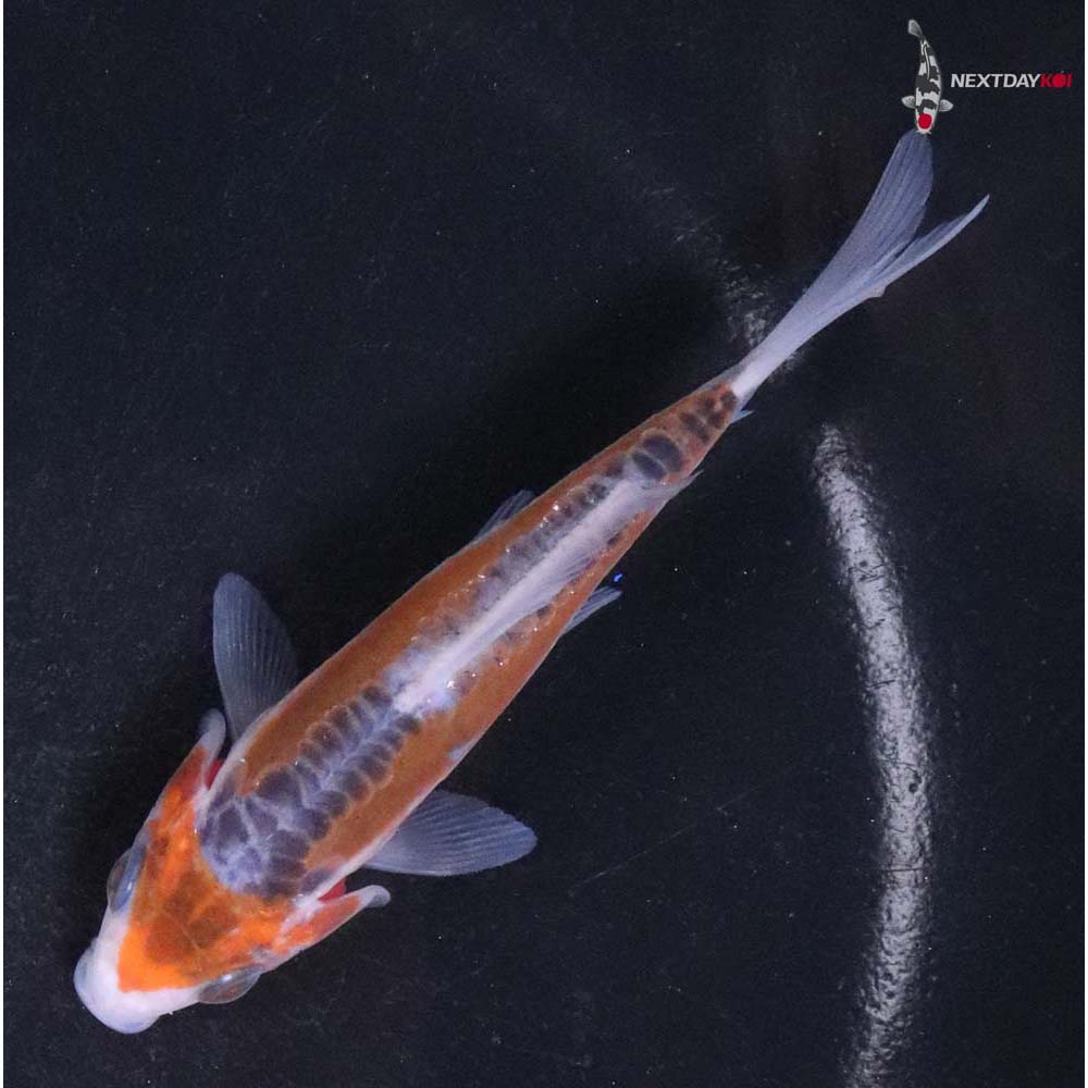 3.5” Imported Shusui