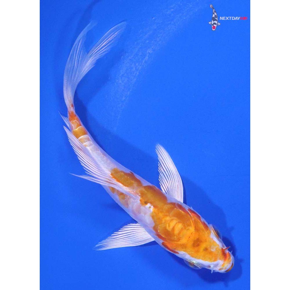 3.5” Imported Kikusui Butterfly Koi