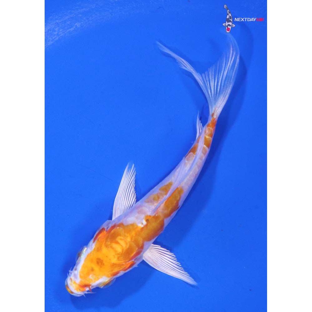 3.5” Imported Kikusui Butterfly Koi