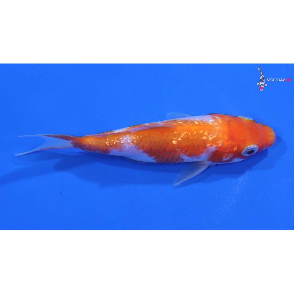 3.5” Imported Gin Rin Kohaku