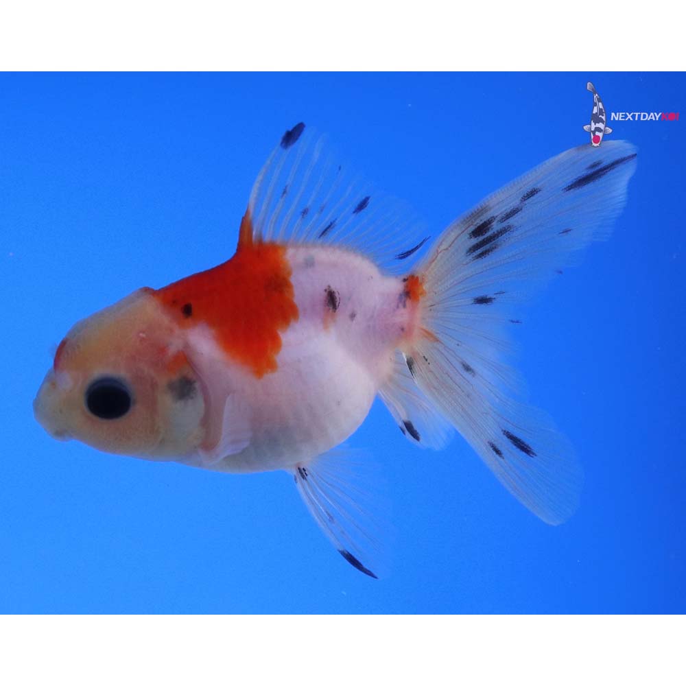 3” Imported Calico Oranda