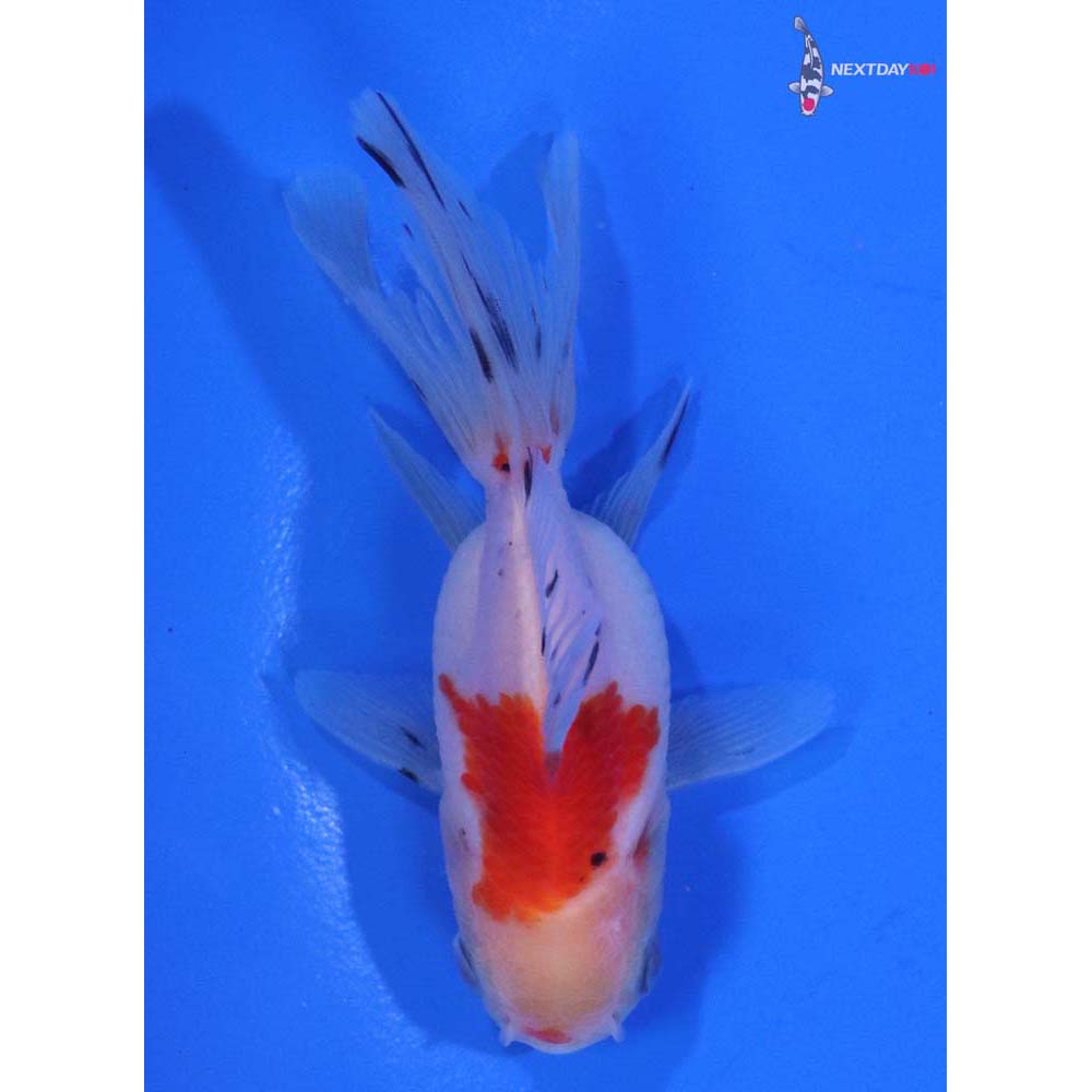 3” Imported Calico Oranda