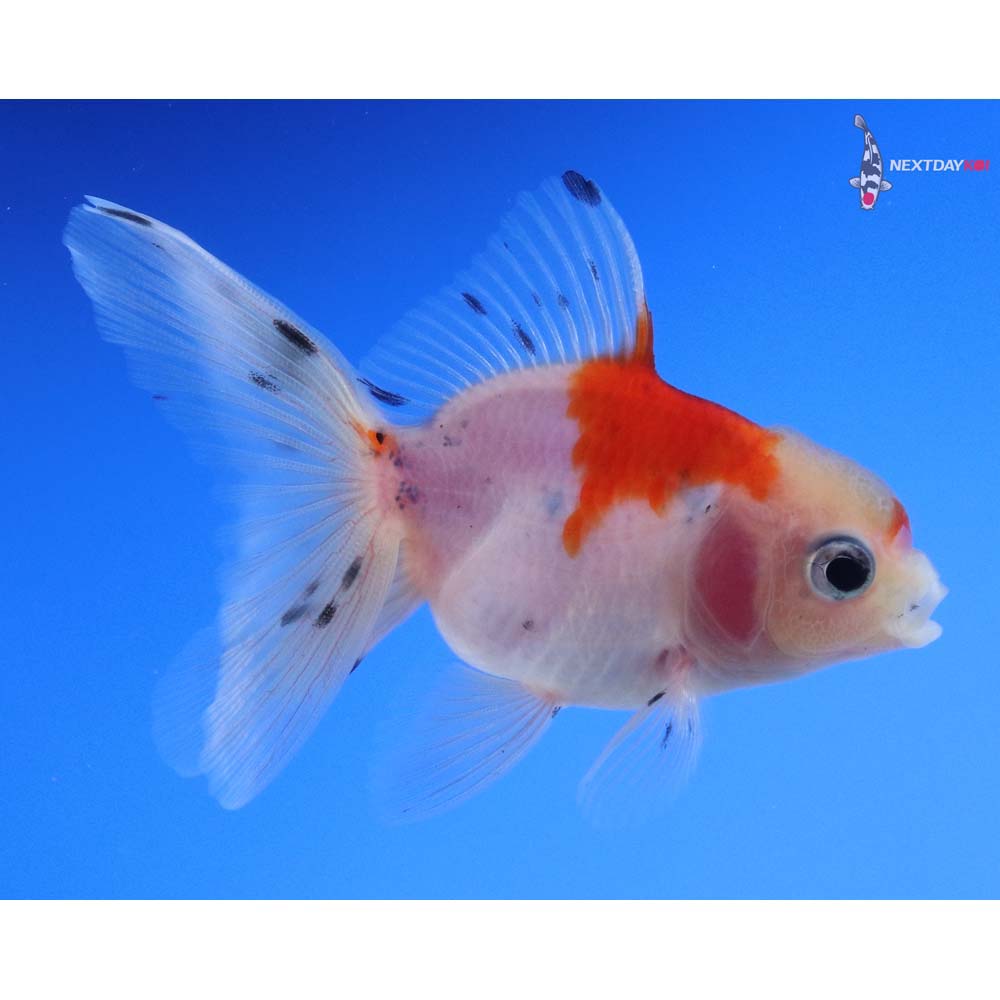 3” Imported Calico Oranda