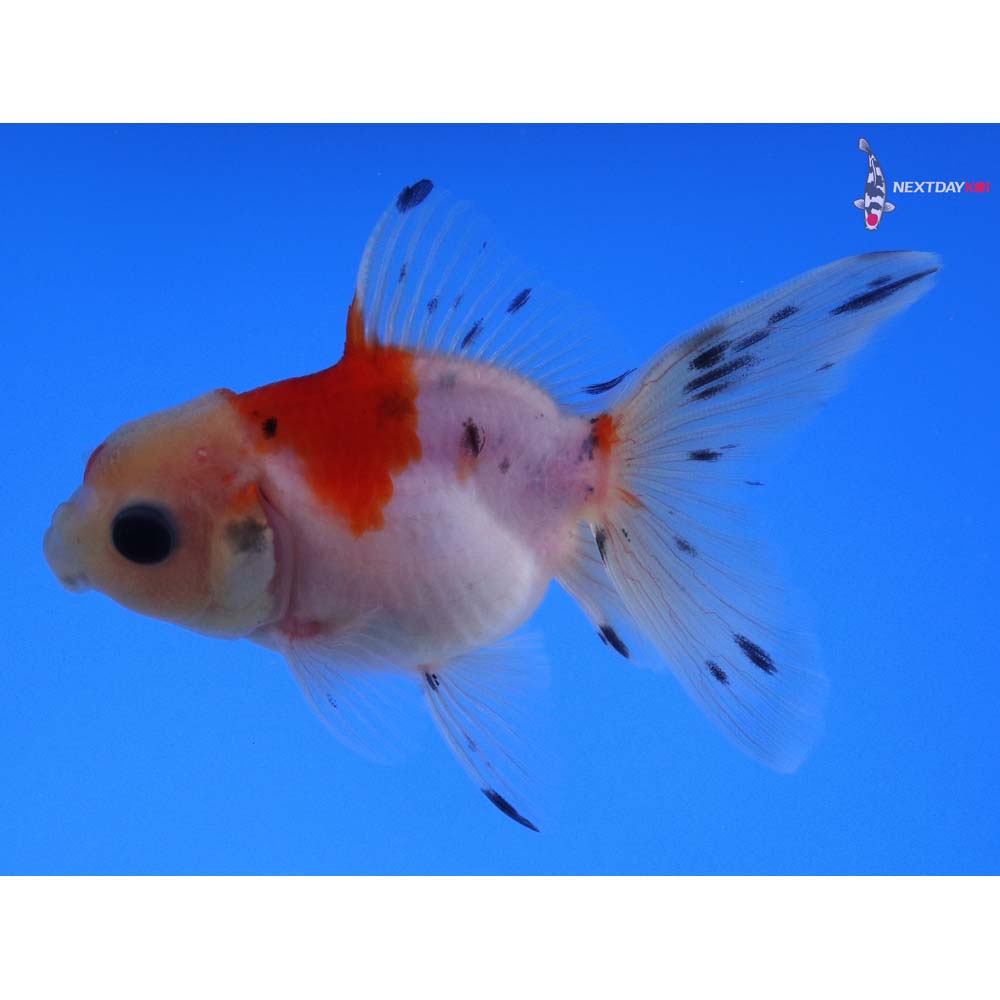 3” Imported Calico Oranda