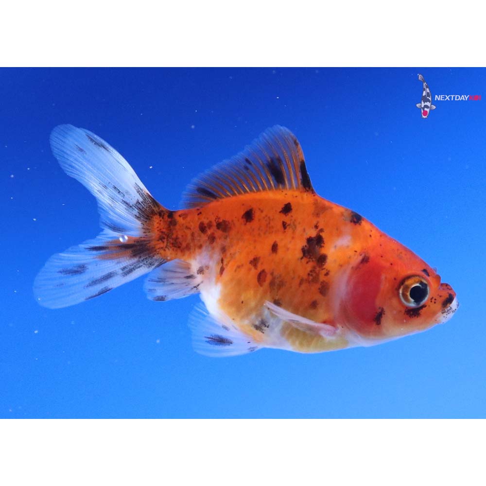 2.5” Imported Calico Ryukin