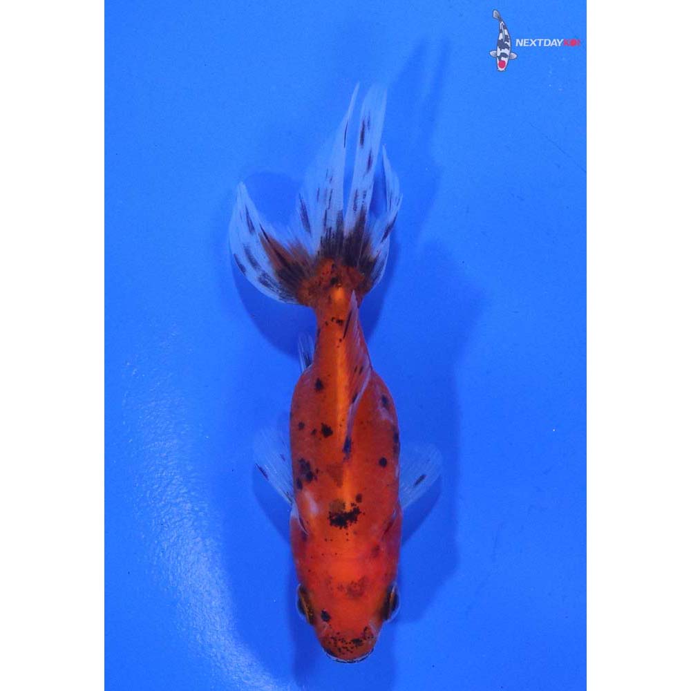 2.5” Imported Calico Ryukin