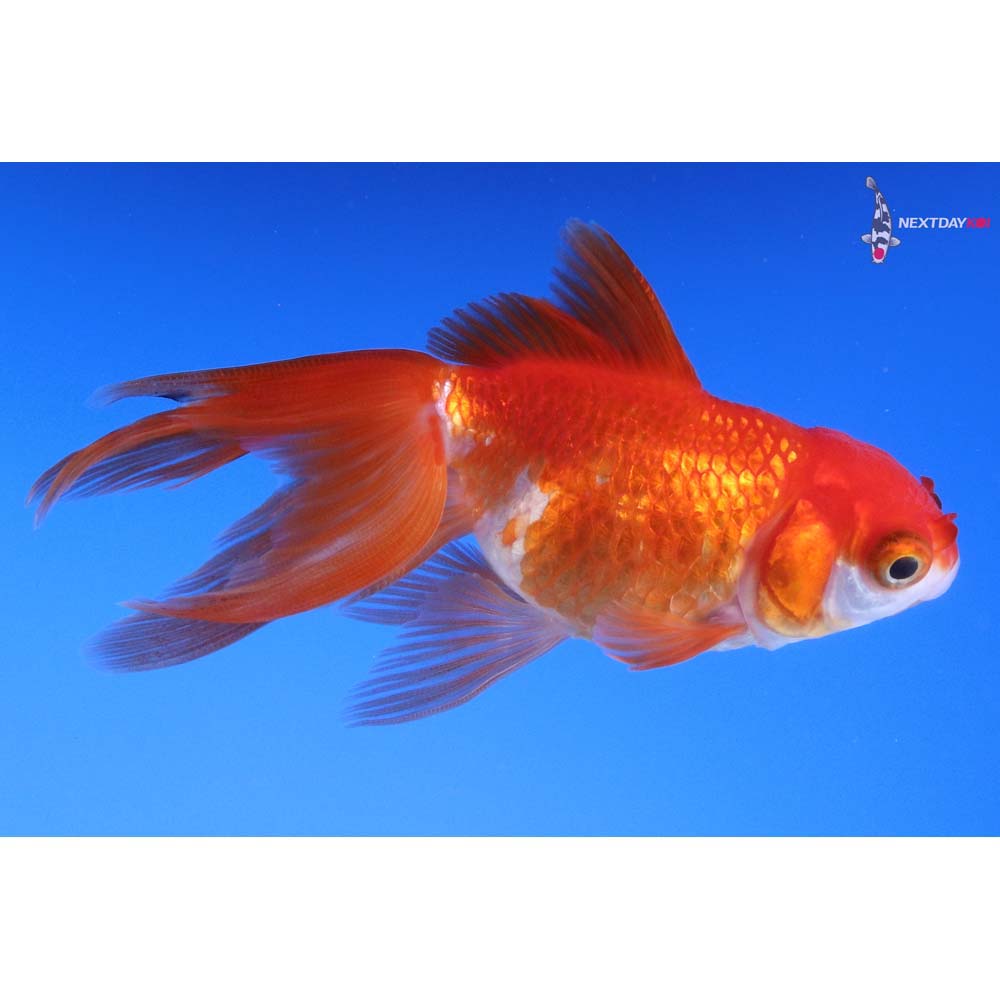 3” Imported Red and White Oranda