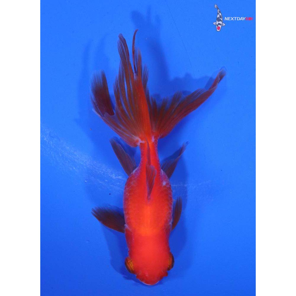 3” Imported Red and White Oranda