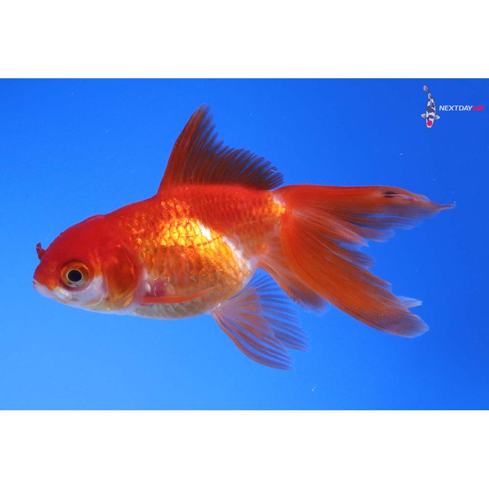 3” Imported Red and White Oranda