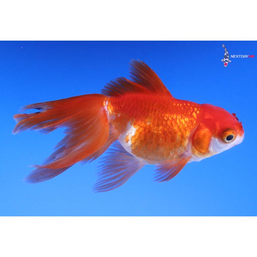 3” Imported Red and White Oranda