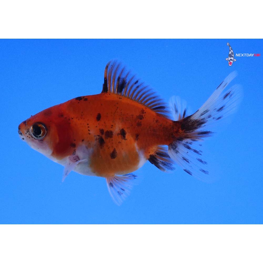 2.5” Imported Calico Ryukin