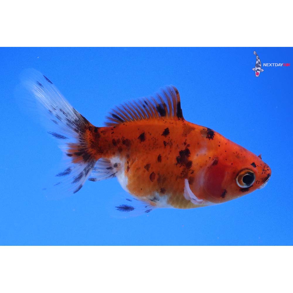 2.5” Imported Calico Ryukin