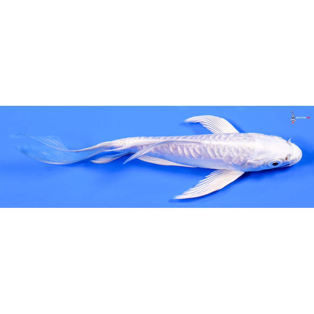 6.5” Imported Doitsu Platinum Ogon Butterfly Koi