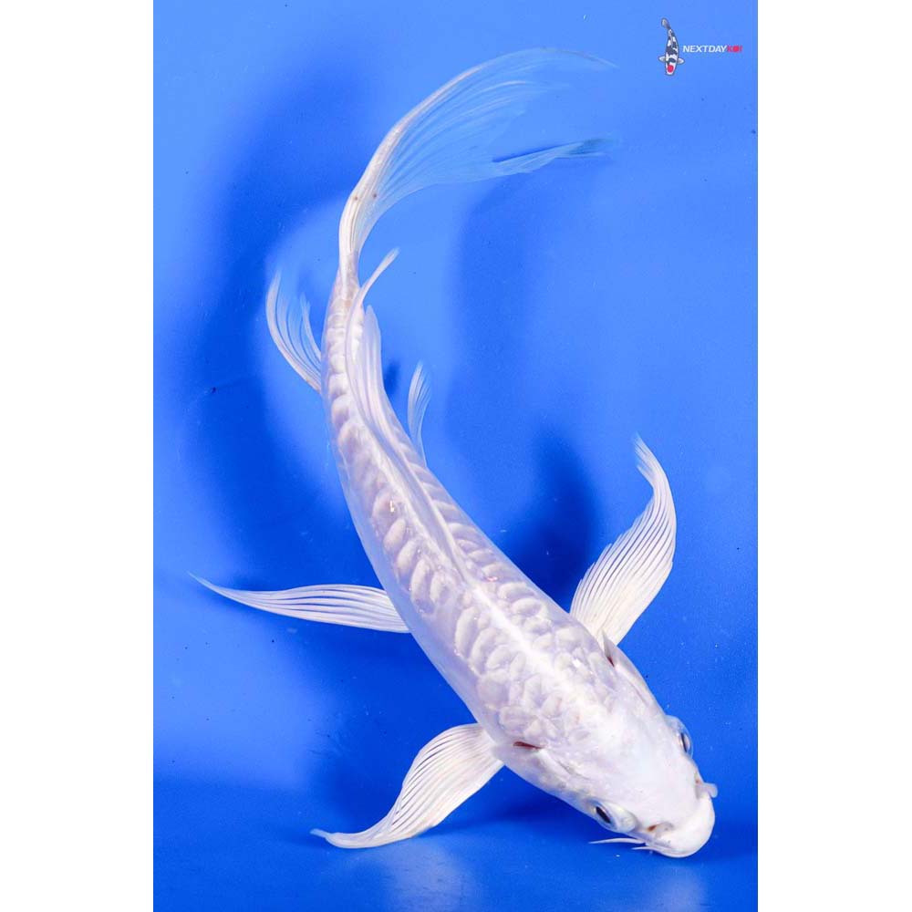 6.5” Imported Doitsu Platinum Ogon Butterfly Koi